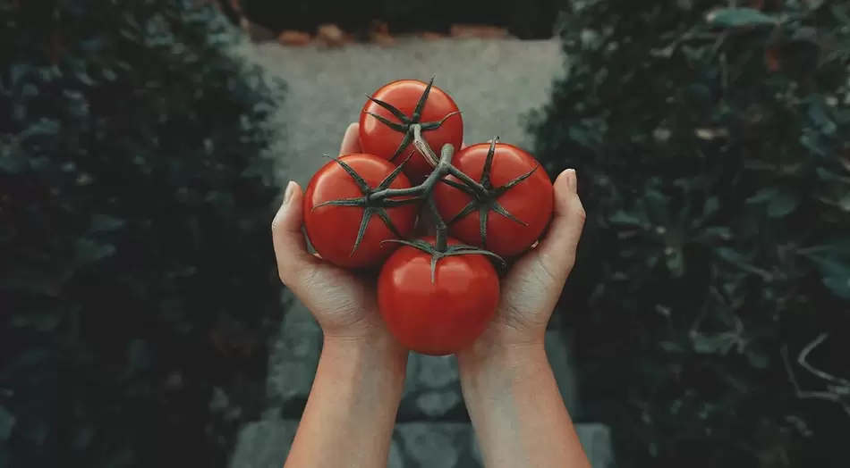 tomatoes for potency